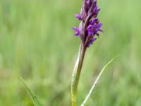 Knabenkraut Orchidee